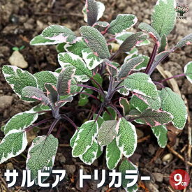 【送料無料】サルビア トリカラー 花苗 9cmポット 花の苗 サルビア 初心者 鉢植え 地植え ガーデニング 送料無料 即納