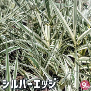 ySSԑSi10OFFzVo[GbW ԕc 9cm|bg Ԃ̕c N J[[t OhJo[ c Ԗ  A K[fjO CeAO[ ӏ Mtg v[g 蕨  
