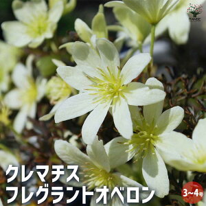 yz΃N}`X tOXIx ԕc 3`4|bgc Clematis 'Fragrant Oberon' ΃N}`X tOXIx J[[t  [