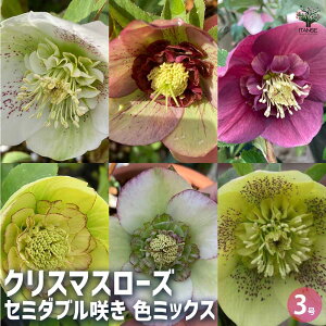 yzNX}X[Y Z~_u炫MIX ԕc 3|bg NX}X[Yc L{EQ w{X Ԑ J[[t _ _  A Ԗ Ԓd  [