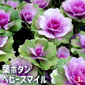 yzt{^ xr[X}C Wu\O ԕc 3|bg n{^̕c tO t{^ t{^̕c Y  K[fjO Mtg v[g  [