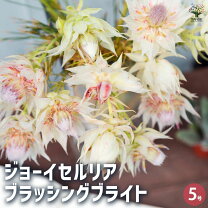 楽天市場】ジョーイセルリアの通販