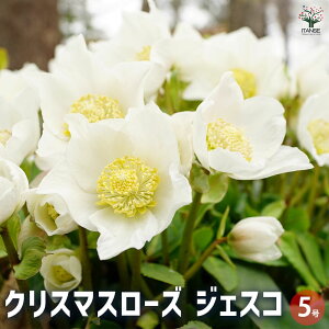 y}\N[|zzzNX}X[Y WFXR ԕc 5 1 NX}X[Yc L{EQ w{X Ԑ J[[t _ _  A Ԗ Ԓd  