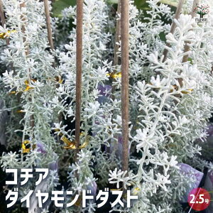 yzR`A _Ch_Xg Ԗؕc 2.5|bg ԕc Ԃ̕c ƒ؉ K[fjO v^[ A x_͔| OhJo[ Mtg v[g 蕨 x_ Ԓd 