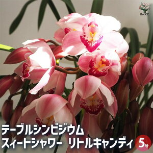 yze[uVrWE SSgLfB ԕc 5 1 VrW[ O[ h[ ԕc Ԃ̕c ƒ؉ K[fjO v^[  [