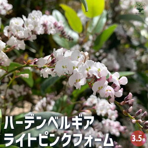 y}\ԁ|Cg5{zn[fxMA CgsNtH[ Ԗؕc 3.5|bg I[XgA I[W[vc c j[N K[fjO  [