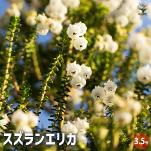 �y���������z�G���J �闖�G���J �Ԗؕc 3.5���|�b�g ���|�i�� �񂹐A�� �񂹐A�� �c�� �Ԗ� ��� �A�� �~�� �K�[�f�j���O �ӏ� �͔| �뉀�؉� �������� ���[