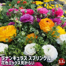 【送料無料】ラナンキュラス スプリンクル色MIX 花苗 3.5号ポット 異種間交配 ワックス ツヤ 精巧 繊細 花の苗 花苗 花金鳳花 ハナキンポウゲ ハナキツネノボタン 送料無料 即納