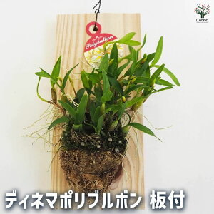 yzfBl}|u{ t ԕc t Ԗ Ԗ؂̕c Ԃ̕c m m t S K[f A  [