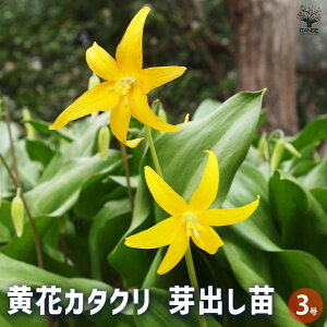 【送料無料】黄花カタクリ 芽出し苗 花苗 3号ポット 片栗 堅香子 カタカゴ 春植物 お花 耐寒性球根 園芸品種 寄せ植え 送料無料 即納