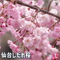 楽天市場】しだれ桜 苗木（ガーデニング・農業｜花・ガーデン・DIY）の通販