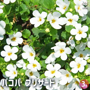 y}\N[|zzzoRp uU[h ԕc 3|bg ԕc Ԃ̕c oRp RsA XeIIoR S}mnOT Xe  [