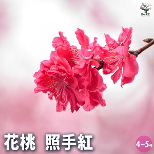 yzԓ̕c Ǝg Ԗؕc 4`5 1 c ̕c c ̕c ̕c c ̕c K[fjO ƒ؉  [