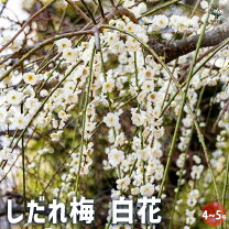 楽天市場】しだれ梅 紅の通販