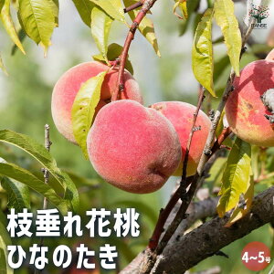 【マラソン期間★ポイント5倍】花桃の苗木 枝垂れ花桃 ひなのたき 【 花木苗 4〜5号/1個売り 】 モモ苗 モモの苗 もも苗 ももの苗木 桃の苗 桃苗 李の苗 ガーデニング 家庭菜園