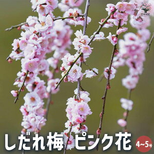 �y���������z�~�̕c�� ������~ �s���N�� �y �Ԗؕc 4�`5���^1���� �z �~�c ���߂̕c ���ߕc �~�̕c�� �ȒP�͔| �K�[�f�j���O �ƒ�؉� �~�� �~����