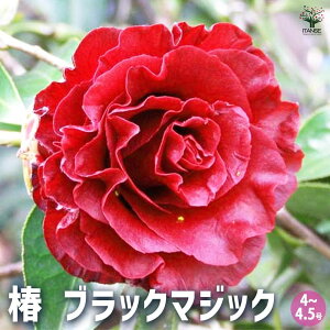 【送料無料】椿 ( ツバキ ) の苗木 ブラックマジック 花木苗 4〜4.5号 1個売り ツバキ苗 ツバキの苗木 椿苗 椿の苗木 送料無料 即納