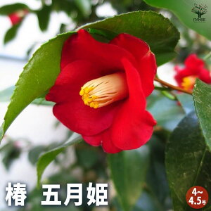 y}\N[|zzz ( coL ) ̕c ܌P Ԗؕc 4`4.5 1 coLc coL̕c ֕c ւ̕c  [