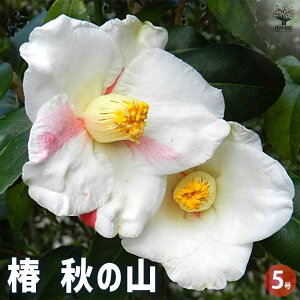 yz ( coL ) ̕c H̎R LTCY Ԗؕc 5 1 coLc coL̕c ֕c ւ̕c  [
