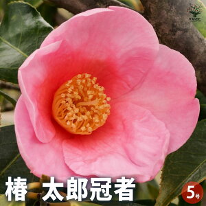 y}\N[|zzz ( coL ) ̕c Y LTCY Ԗؕc 5 1 coLc coL̕c ֕c ւ̕c  [