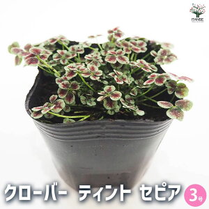 yzN[o[ eBg ZsA ԕc 3 Ԃ̕c J[[t Ϗܗp 킢 RpNg K[fjO  [