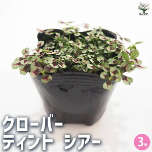 yzN[o[ eBg VA[ ԕc 3 Ԃ̕c J[[t Ϗܗp 킢 RpNg K[fjO  [