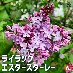 yzCbN GX^[X^[[ Ԗؕc 6 1 Ԗ Ԗؕc |i Ϗܗp  K[fjO  [