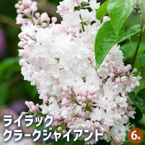 【送料無料】ライラック クラークジャイアント 花木苗 6号 1個売り 花木 花木苗 園芸品種 観賞用 紫花 ガーデニング 送料無料 即納