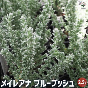 y}\ԁPAbvzCAi u[ubV ԕc 2.5 J[[t ԕc Ԃ̕c  c A nA O    [