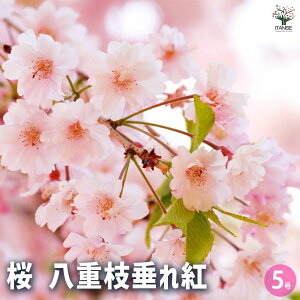 yz̕c d}g Ԗؕc 5 1 TN  cherry blossom Cerasus |i V{c[  [