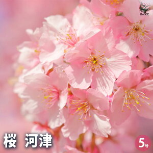 ySSԑSi10OFFz̕c ͒ Ԗؕc 5 TN  cherry blossom Cerasus |i V{c[  [