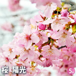 ySSԑSi10OFFz̕c z Ԗؕc 5 1 TN  cherry blossom Cerasus |i V{c[  [