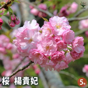yz̕c kM Ԗؕc 5 1 TN  cherry blossom Cerasus |i V{c[  [