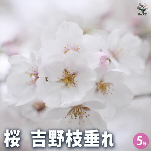 ySSԑSi10OFFz̕c g} Ԗؕc 5 TN  \CVm cherry blossom Cerasus |i V{c[  [