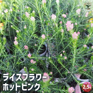 yzCXt[ zbgsN ԕc 2.5 Ԃ̕c Ԗ؂̕c Ԗ hCt[ K[fjO  [