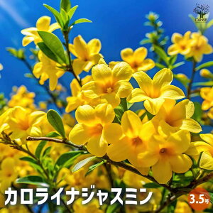 yzJCiWX~ Ԗؕc 3.5 ϊ  鐫 N v^[ nA O  Ԓd  [