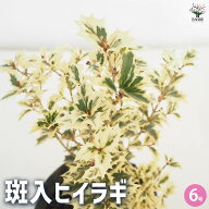 【送料無料】斑入ヒイラギ 花木苗 6号 1個売り ヒイラギは邪気を払う魔除けとされており、鬼門よけや正月…