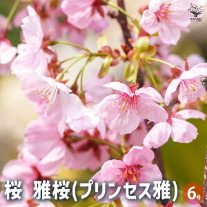 ySSԑSi10OFFz̕c  ( vZX ) Ԗؕc 6 1 TN  cherry blossom Cerasus |i V{c[  [