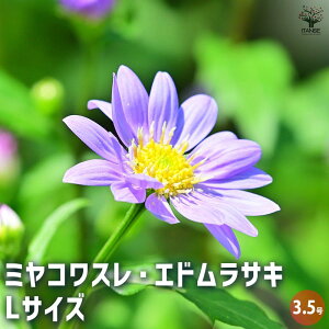 yzsY ( ~RX ) GhTLLTCY ԕc 3.5 sY ~RX Aster savatieri Miyako wasure ~}i te mVMN  [