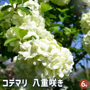 【送料無料】コデマリ 八重咲き 花木苗 6号 1個売り 小手毬 手毬花 テマリバナ 鈴掛 スズカケ 寄せ植え 送料無料 即納