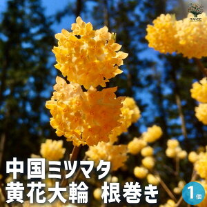 yz~c}^   Ԗؕc Ȃ 1 Ԗؕc Ԗ ~c}^  Edgeworthia chrysantha WWEQ ~c}^ O  [