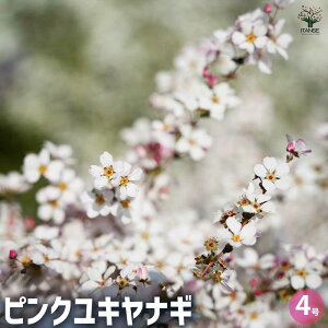 yzsNLiM Ԗؕc 4 VcP sN A 񂹐A c  Ԃ̎ ԕc Ԃ̕c Ԗ  [