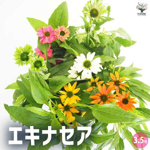 yzGLiZA y ԕc 3.5 z Ԃ̕c ne TLoMN p[vR[t[