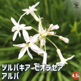 【送料無料】ツルバキア ビオラセア アルバ 花苗 4.5号 球根植物 ラッパのような形 副花冠 斑入り ニラソウ 瑠璃二文字 送料無料 即納
