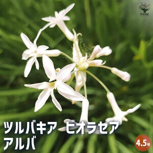 yzcoLA rIZA Ao ԕc 4.5 A bp̂悤Ȍ` Ԋ  j\E ڗ񕶎  [