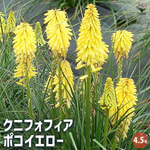 yzNjtHtBA ( gg} ) |RCG[ ԕc 4.5 g[`[ Torch Lily ԌFS VO} O[Q CCG[̉  [