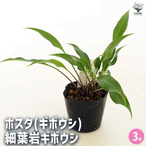 yzzX^(M{EV) חtM{EV y ԕc 3 z ԕc h 뉀  [ ڂ LWJNV E[c M{EV N