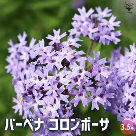 【ポイント2倍★マラソン期間】宿根バーベナ コロンボーサ 花苗 3.5号 Verbena 耐寒性多年草 寄植え 寄せ植え 花の種 花苗 花の苗 花木 植木 庭木 送料無料 即納