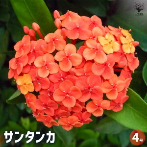 【送料無料】サンタンカ 【 花木苗 4号 】 熱帯植物 エキゾチック 南国 夏花壇 生垣 境裁 シンボルツリー 記念樹 花木 苗 苗木 花の苗 庭植え