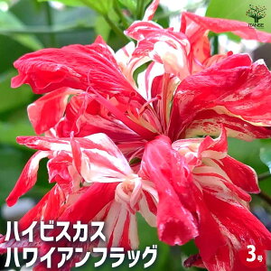 yznCrXJX nCAtbO y Ԗؕc 3 z nCA Hibiscus An AA K MщԖ c c Ԃ̕c A
